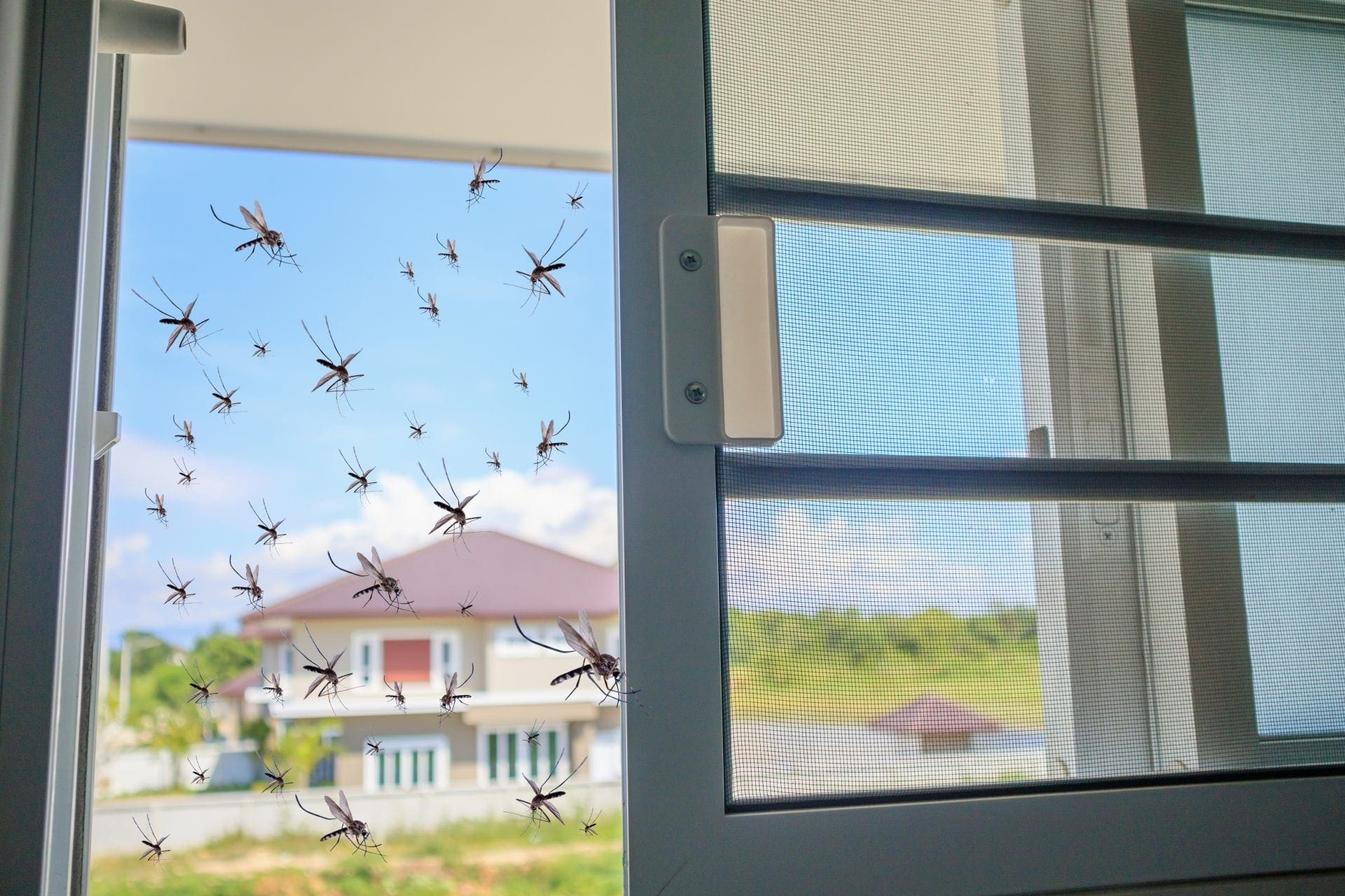 bugs flying into home